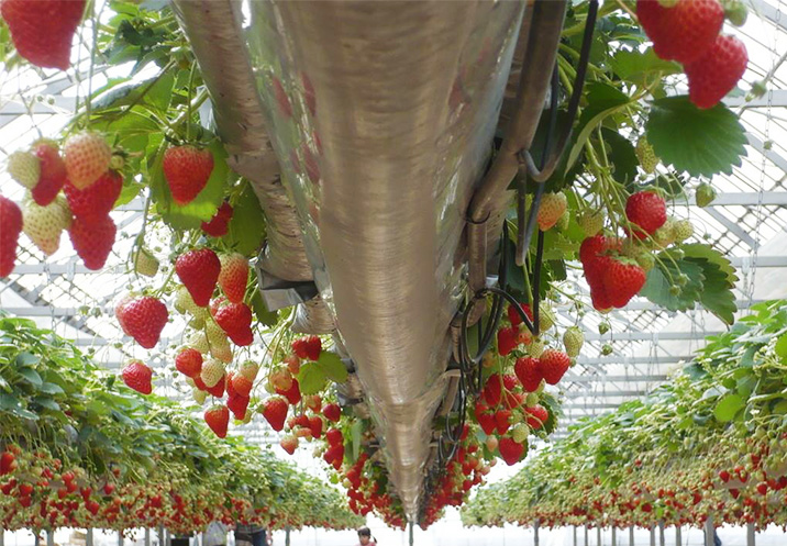 農マル園芸吉備路農園フルーツ狩り